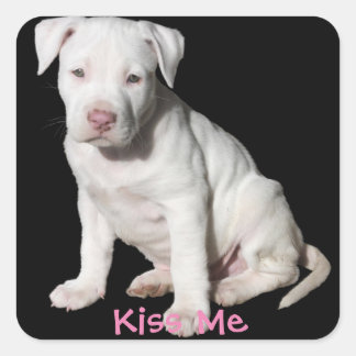Sticker Carré Chiot Pitbull blanc bébé