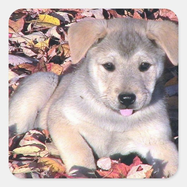Sticker Carré Chiot Sassy En Feuille (Devant)