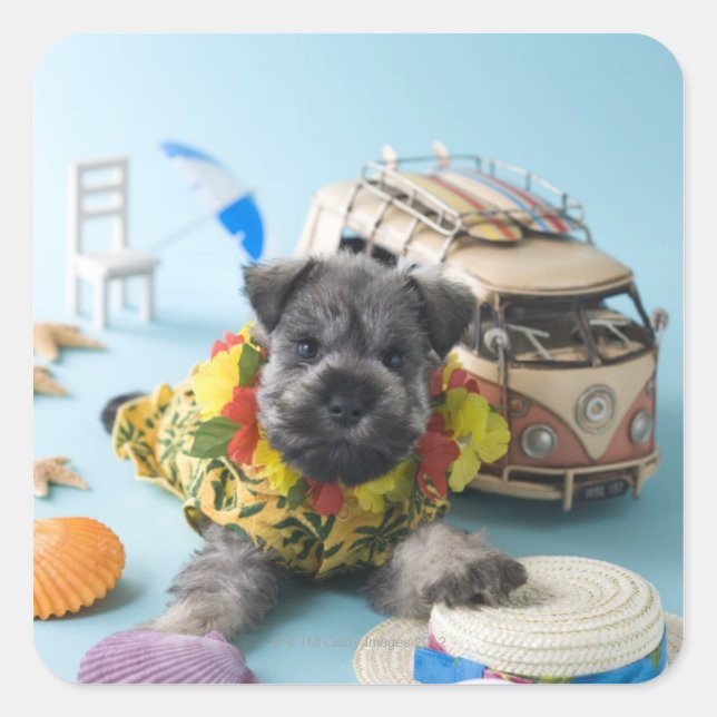 Sticker Carré Chiot Schnauzer miniature et vacances d'été (Devant)