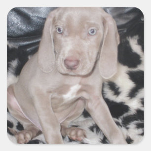 Sticker Carré Chiot Weimaraner