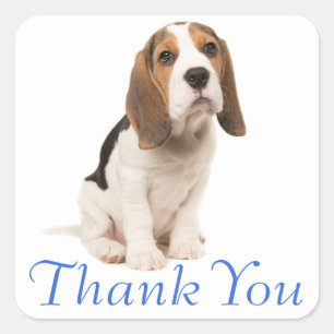 Sticker Carré Chiots Beagle Chien Bleu Merci - Mariage Fête