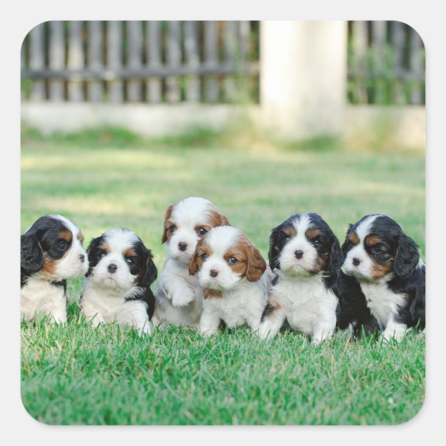 Sticker Carré Chiots Cavalier King Charles Spaniel (Devant)