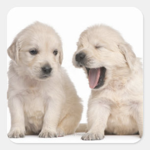 Sticker Carré Chiots Golden Retriever (4 semaines)