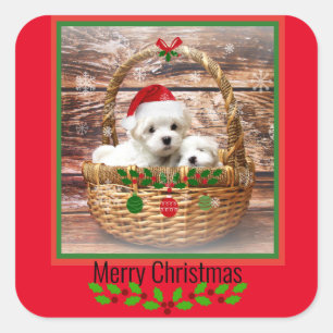Sticker Carré Chiots maltais design de Noël