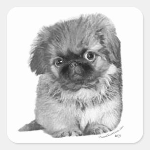 Sticker Carré Chiots Pékinois
