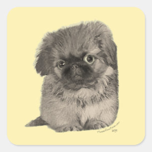 Sticker Carré Chiots Pékinois Jaune