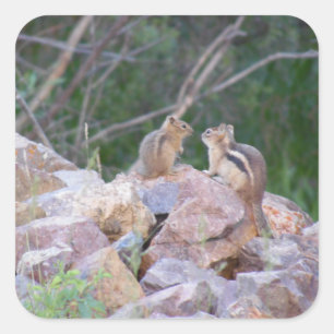 Sticker Carré Chipmunk Chatter