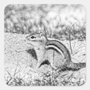 Sticker Carré Chipmunk Sketch