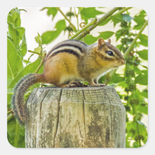 Sticker Carré Chipmunk sur un poteau de clôture