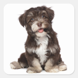 Sticker Carré Chocolat Brown & Blanc Havanais Chien Chien Chien 