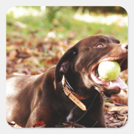 Sticker Carré Chocolat Labrador Jouer Avec Ball