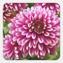 Chrysanthème