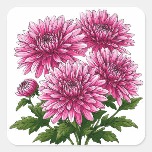 Sticker Carré Chrysanthèmes roses vibrants en fleurs