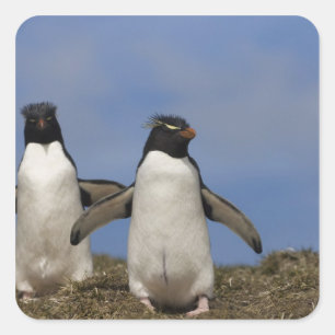 Sticker Carré Chrysocome d'Eudyptes de pingouins de Rockhopper