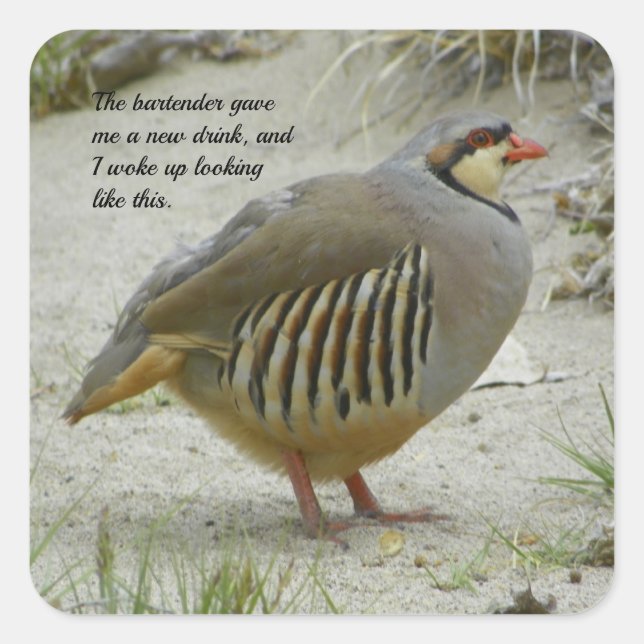 Sticker Carré Chukar Partridge (Devant)