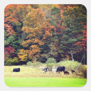 Sticker Carré Chute Vaches Champ Nature