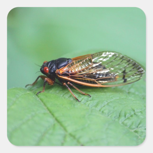 Sticker Carré Cicada Photo (Devant)