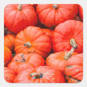 Sticker Carré Citrouilles orange au marché, Allemagne