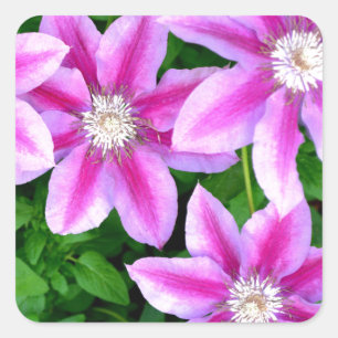 Sticker Carré Clematis rose et Oregano sauvage