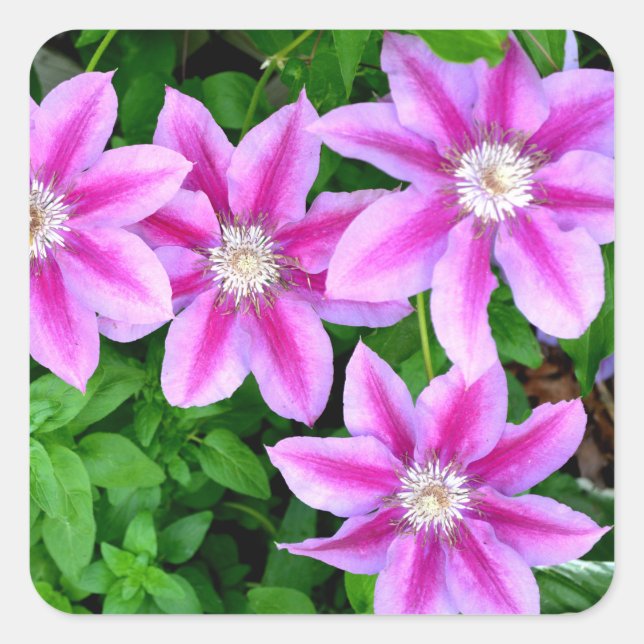 Sticker Carré Clematis rose et Oregano sauvage (Devant)