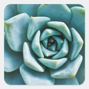 Sticker Carré Closeup Succulent