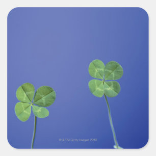 Sticker Carré Clovers à quatre feuilles