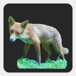 Sticker Carré Club Red Fox
