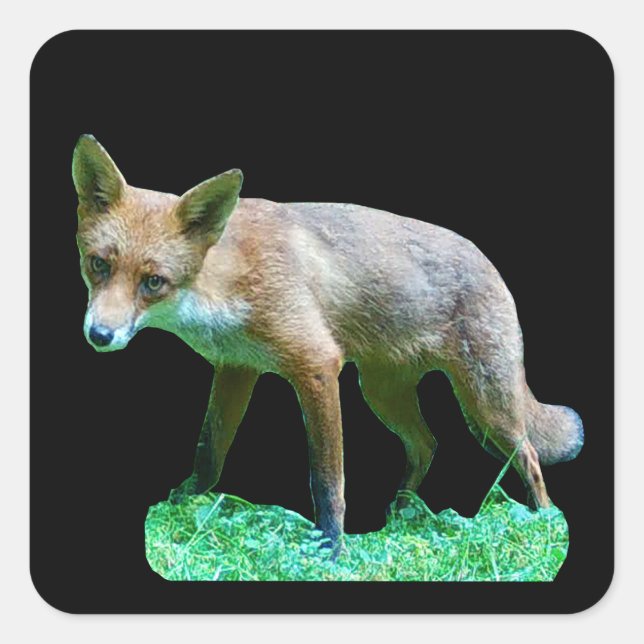 Sticker Carré Club Red Fox (Devant)
