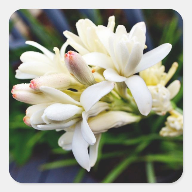 Sticker Carré Cluster de Tuberose hawaïen (Devant)