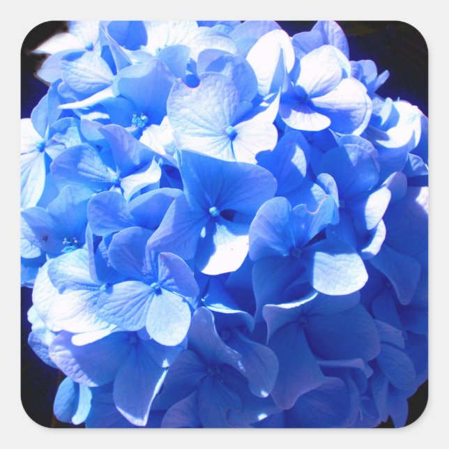 Sticker Carré Cobalt bleu floral élégant bleu hydrangées (Devant)