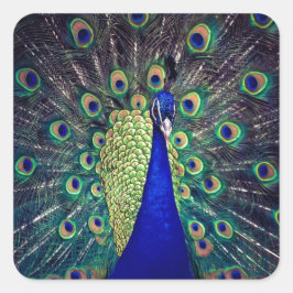 Sticker Carré Cobalt Blue Peacock