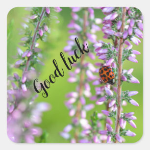 Sticker Carré Coccinelle sur fleur   -   