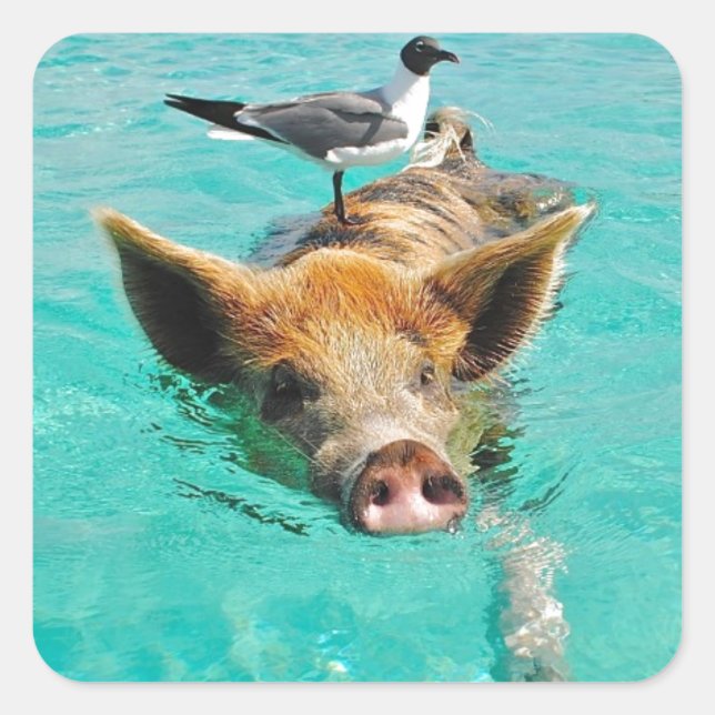 Sticker Carré Cochon mignon nageant dans l'eau (Devant)