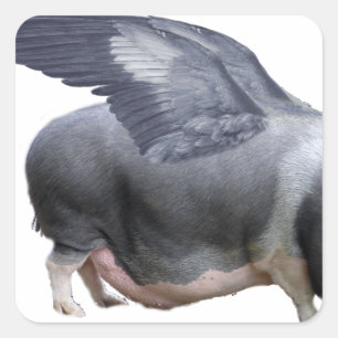 Sticker Carré cochon volant