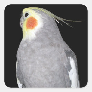 Sticker Carré Cockatiel d'oiseaux animaux domestiques