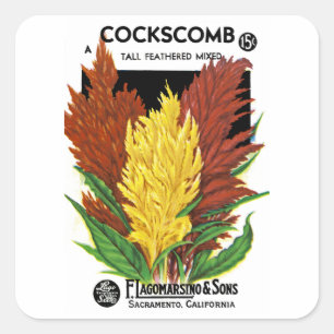 Sticker Carré Cockscomb