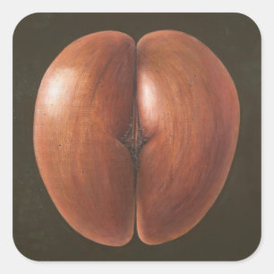 Sticker Carré Coco de Mer Maldives 2012