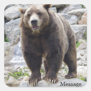 Sticker Carré Codiak Bear Standing on a Rock