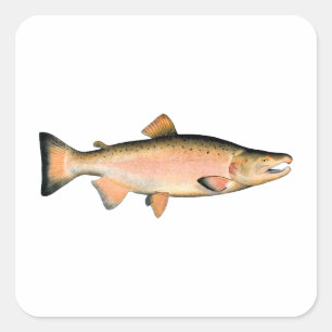 Sticker Carré Coho - Saumon argenté (phase de frai)