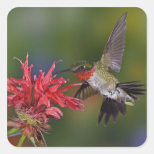 Sticker Carré Colibri à gorge rubis mâle