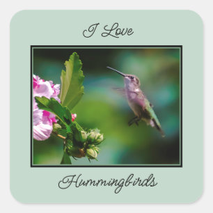 Sticker Carré Colibri à gorge rubis - Photo originale