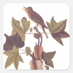 Sticker Carré Colibri Audubon Traill