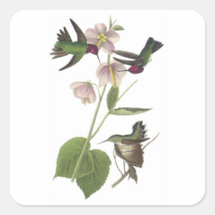 Sticker Carré Colibri d'Anna par Audubon