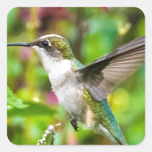Sticker Carré Colibri en vol