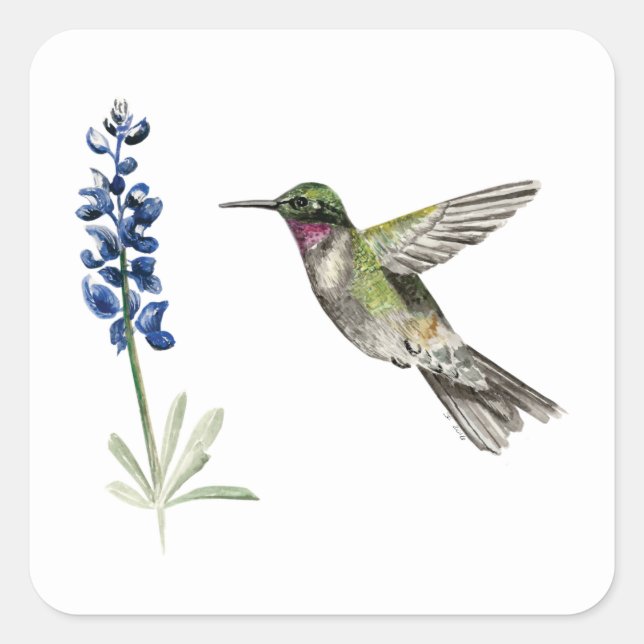 Sticker Carré Colibri et Bluebonnet (Devant)