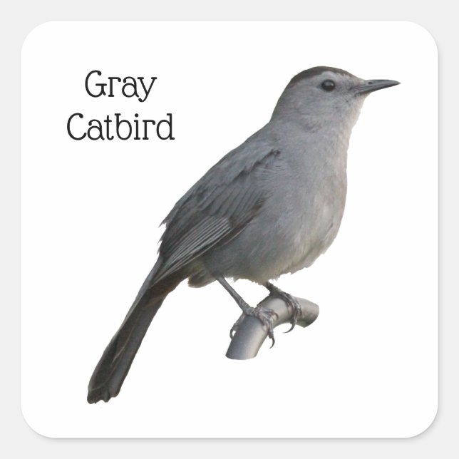 Sticker Carré Colibri gris (Devant)