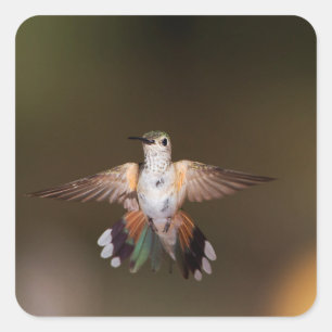 Sticker Carré Colibri Large-Coupé la queue montrant