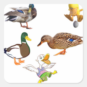 Sticker Carré Collage de canard drôle avec personnages joueurs