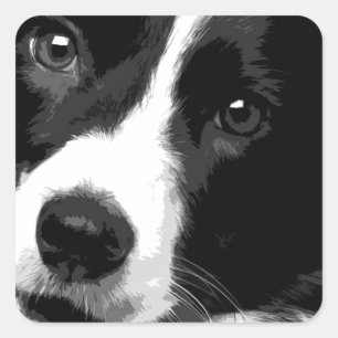 Sticker Carré Collie Bordure noire et blanche