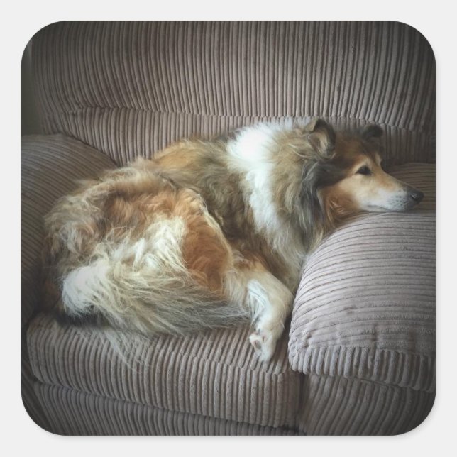 Sticker Carré Collie rugueuse sur fauteuil" (Devant)